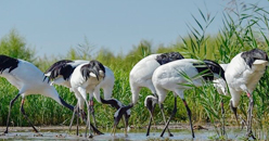 “美丽家园鹤乡”生态观鸟屋在辽河口国家级自然保护区正式落成